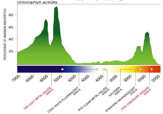 ChlorophyllSpectrum3.jpg
