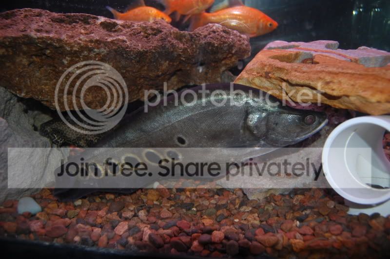 fish053.jpg
