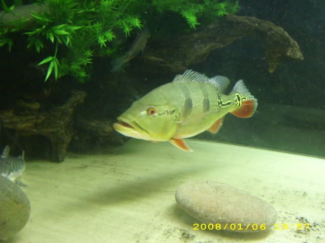 01-06-08newgar036.jpg