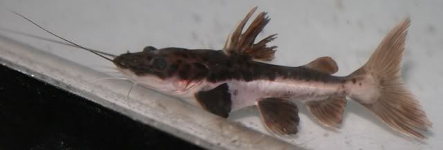 TigerShovelnoseRedtailCatfish.jpg