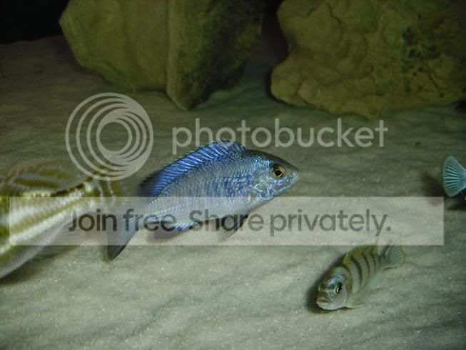 cichlid1.jpg