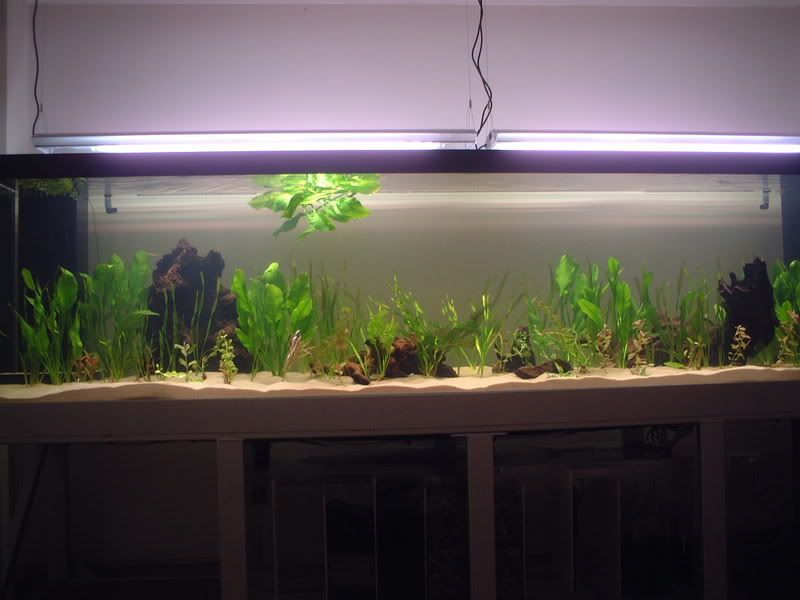 plantedtank10.jpg