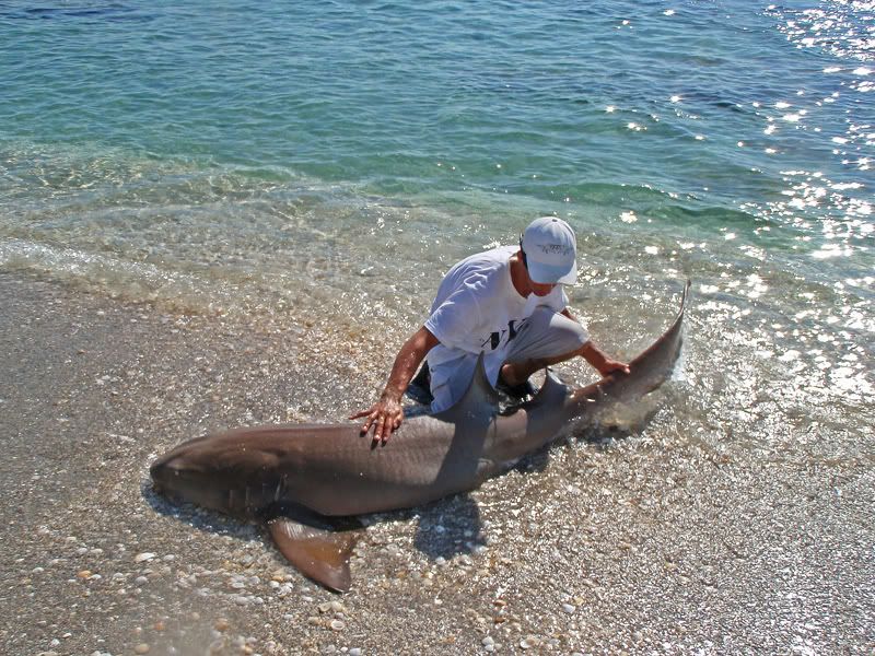 NurseShark3.jpg
