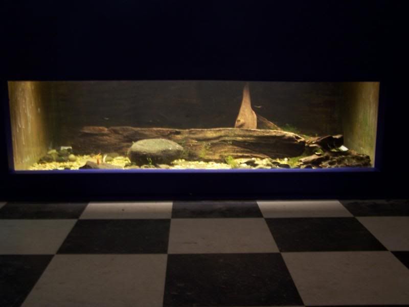 fishwall01016.jpg
