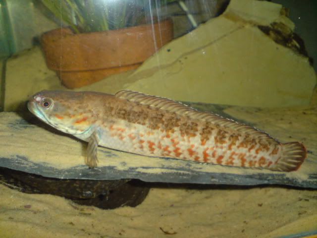 DSC00016.jpg