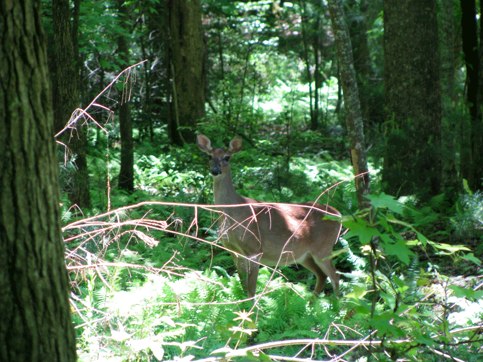 Deer.gif