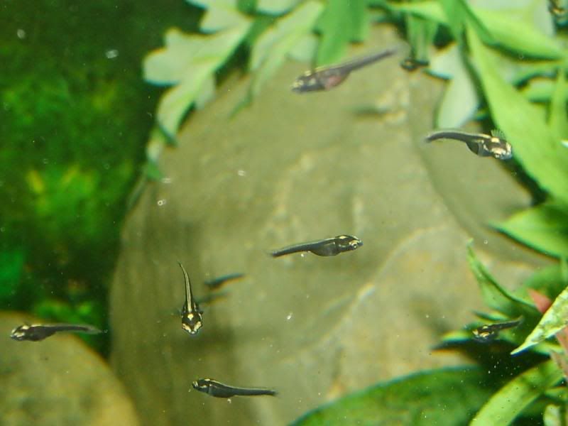 sheadsssss053.jpg