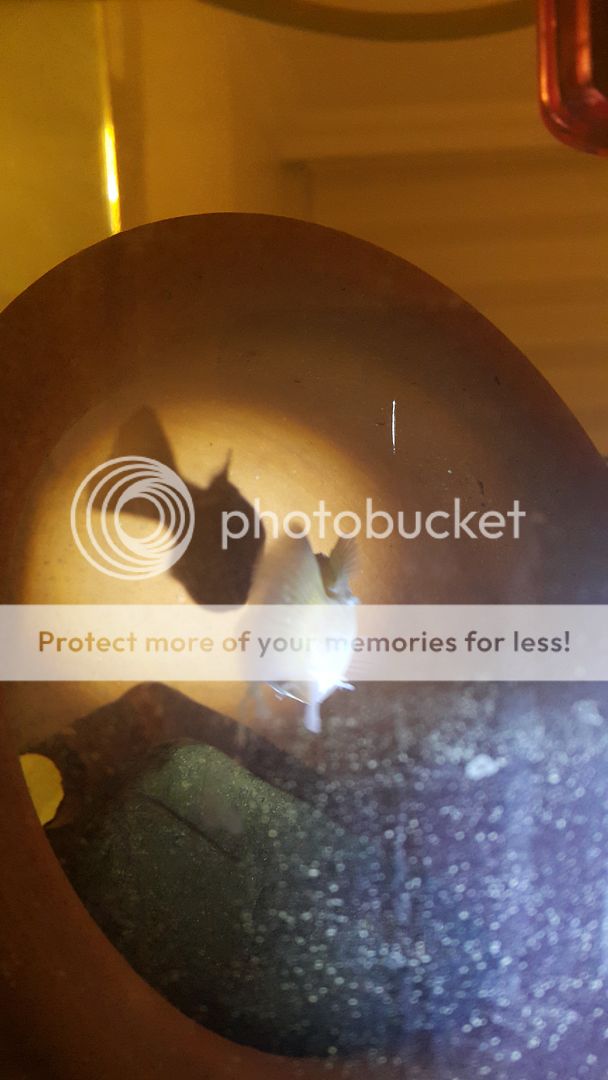 20150907_010635_zpseua11skc.jpg~original