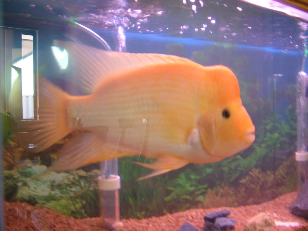 DSCF0228.jpg