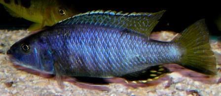 SHOWExochromis.jpg