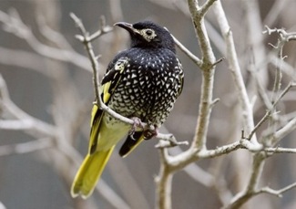 regent%20honeyeater.jpg