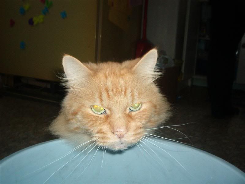 crazykitteh005Medium.jpg