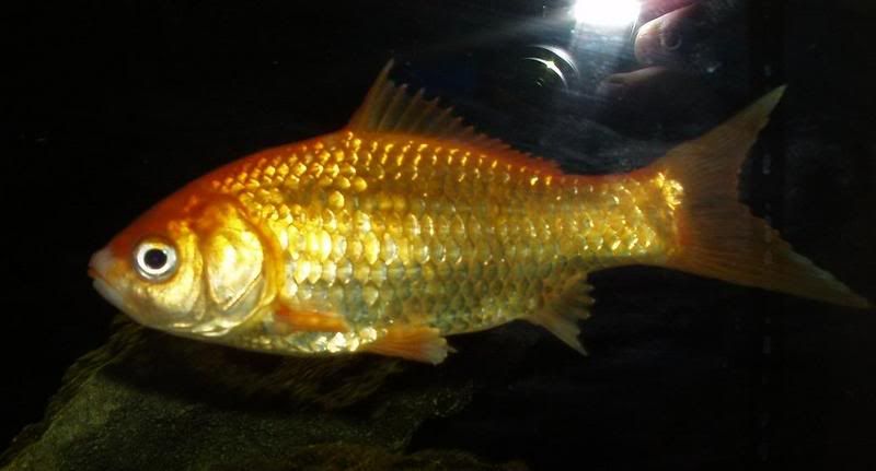 finrot3.jpg