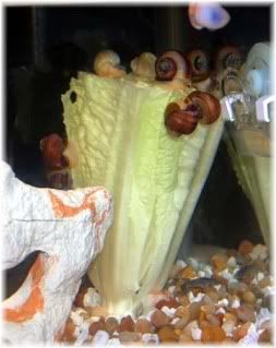 snails.jpg