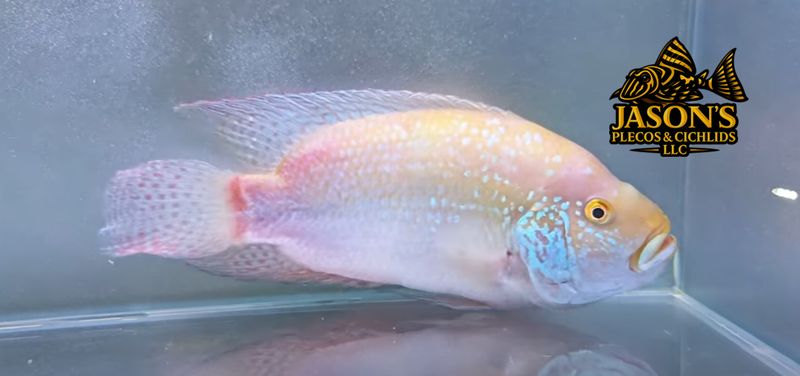jasonsplecoscichlids.com