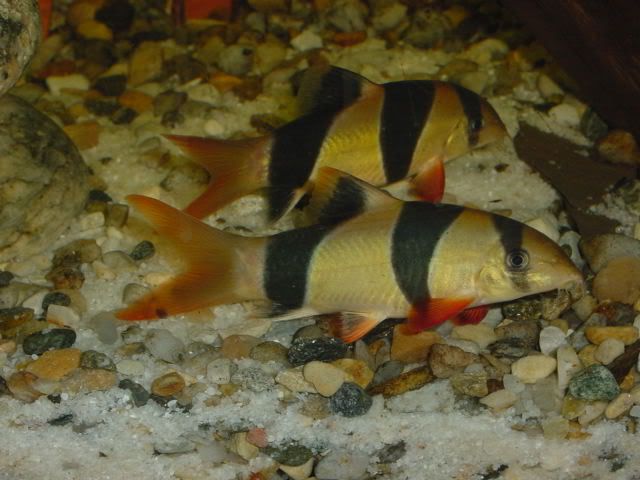 ClownLoachPair02.jpg