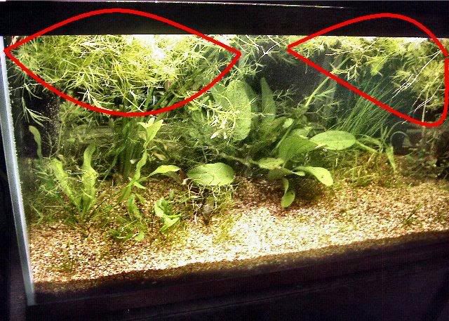 Tank125050312Ld.jpg