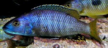 SHOWExochromis1.jpg