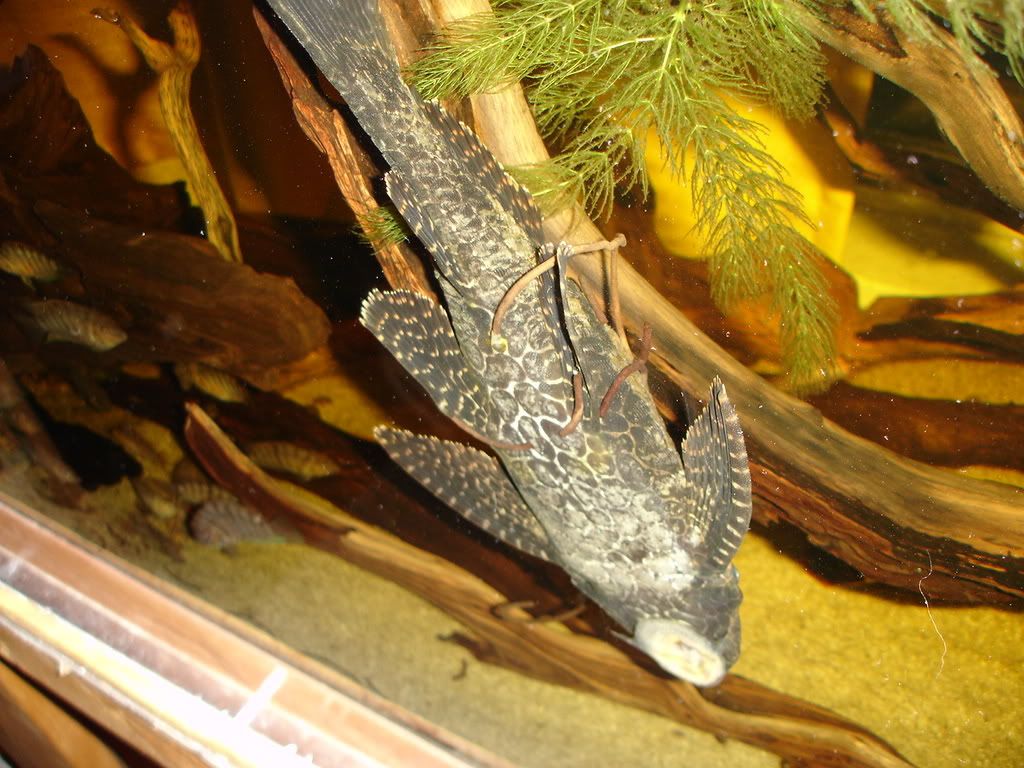 DSC03828-1.jpg