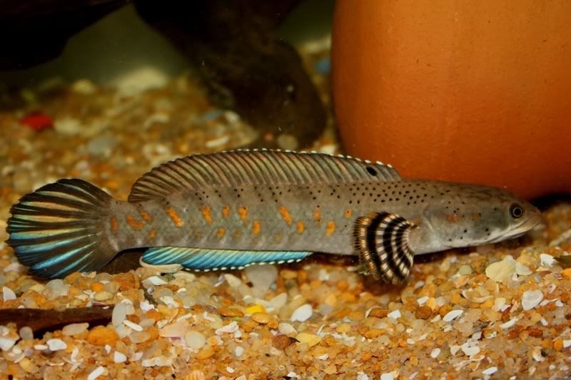 Cpulchra1-Copy.jpg