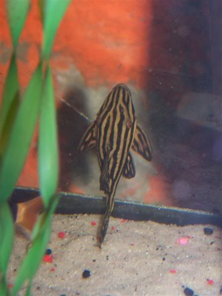 royalpleco.jpg