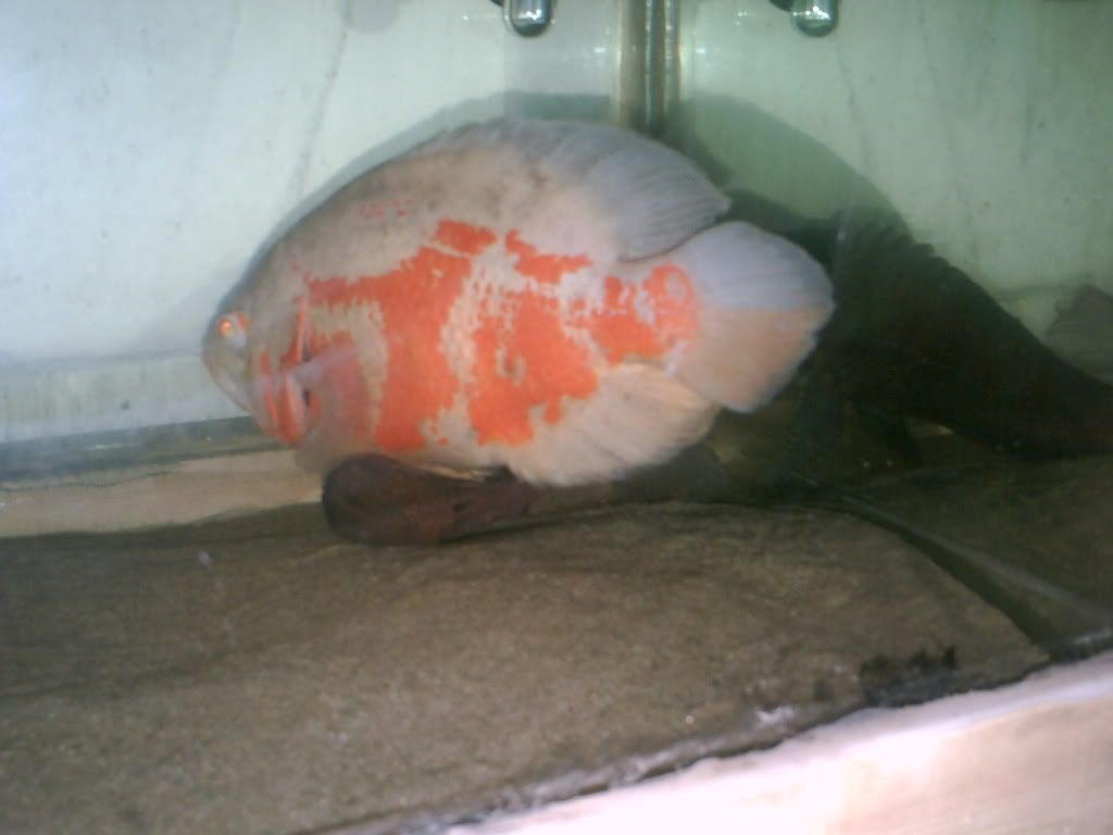 PICT0724.jpg