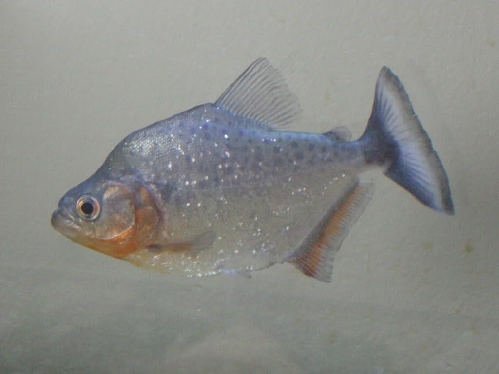 DSCN1531.jpg