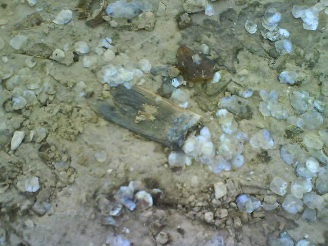 DSC00212.jpg