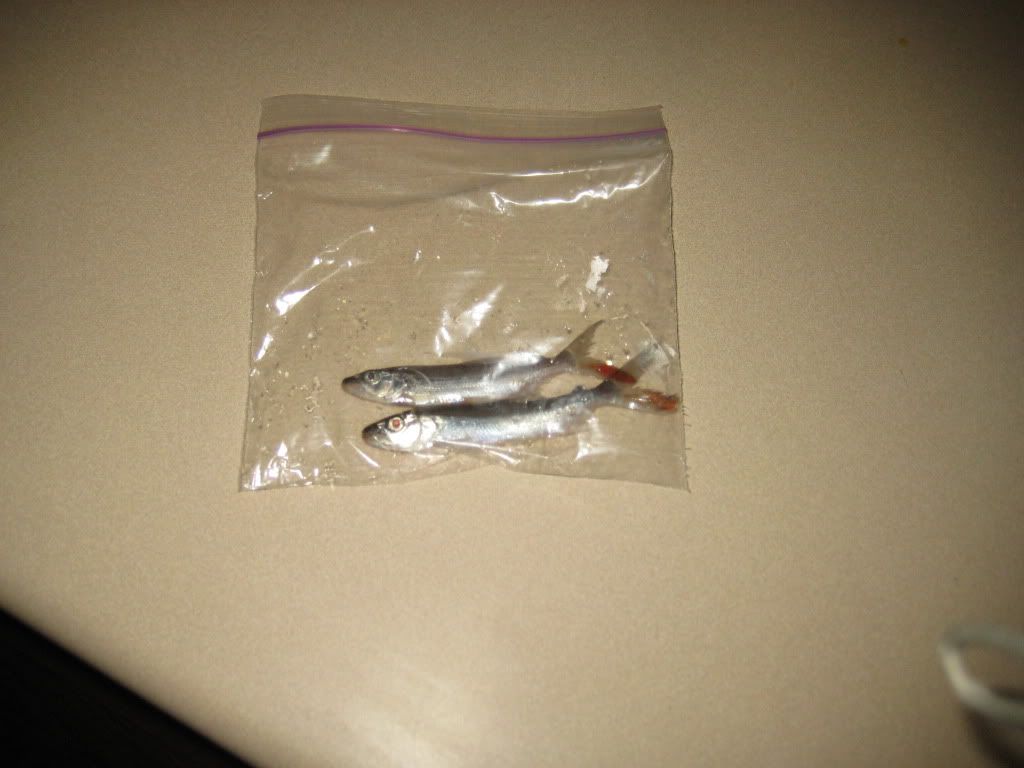 IMG_3142.jpg