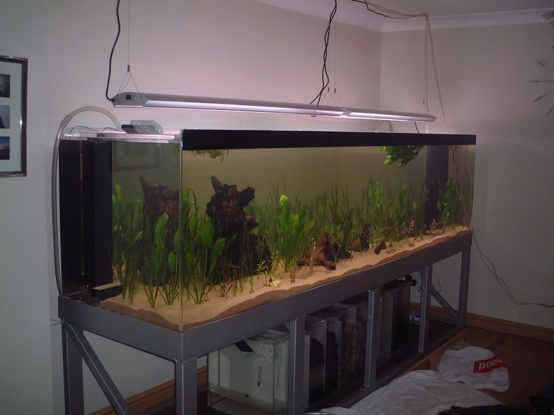 plantedtank2.jpg