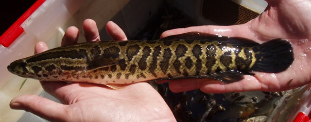 Channa argus (northern snakehead)