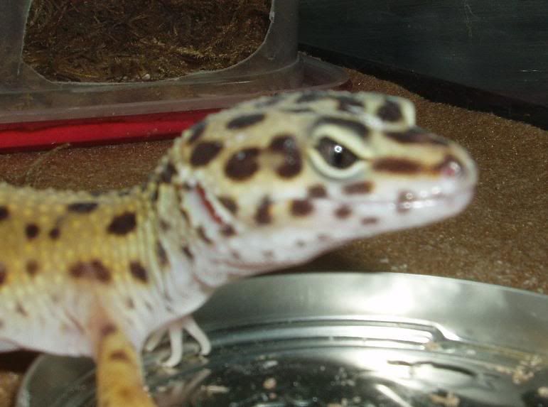 leopardgecko1.jpg