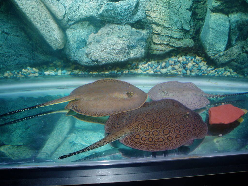 fishpics046.jpg