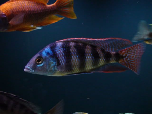 DSC01637.jpg