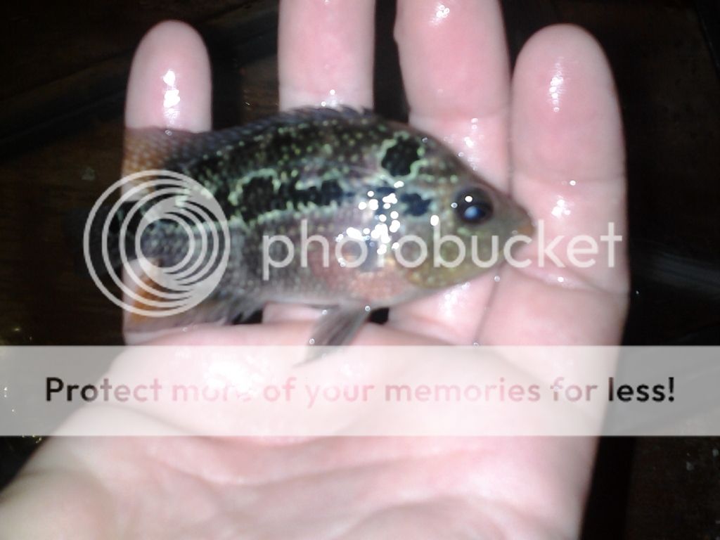 2011-11-08113828.jpg