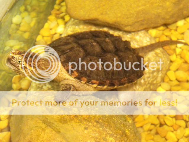 turt1.jpg
