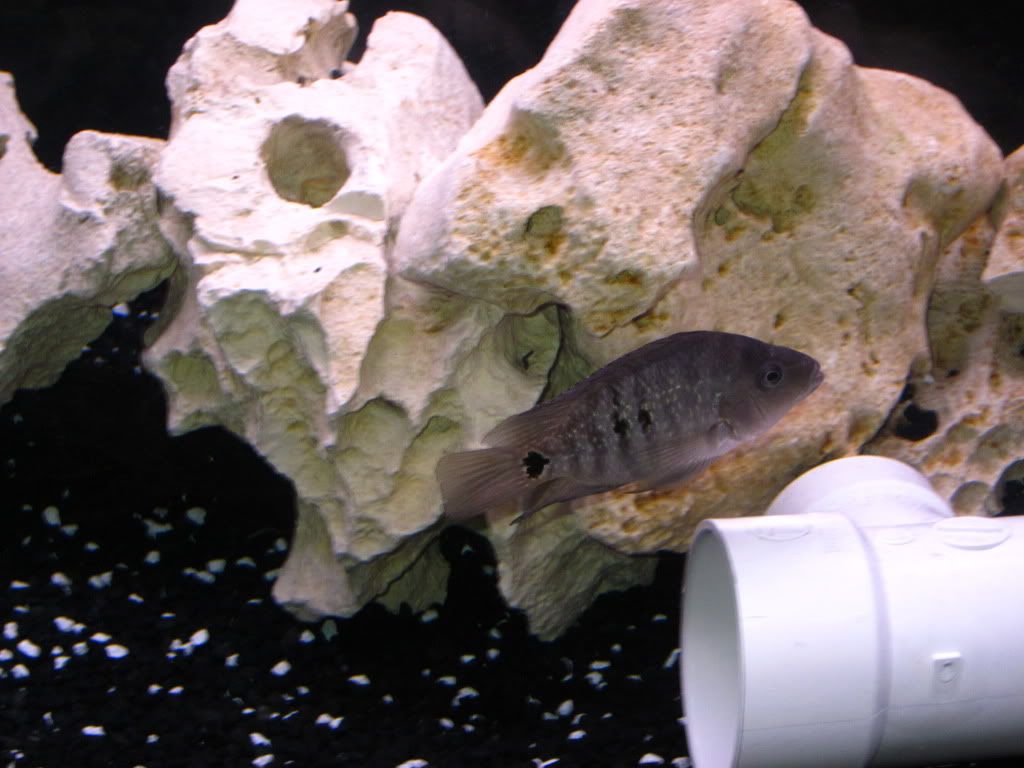 femalflowerhorn1.jpg