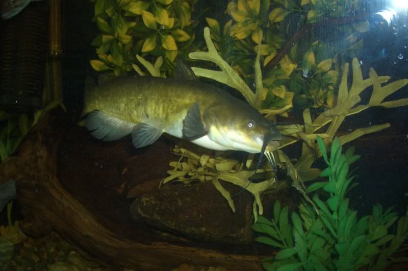 SamsBullhead006.jpg
