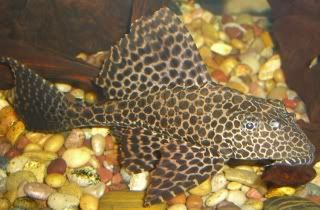 sailfin.jpg