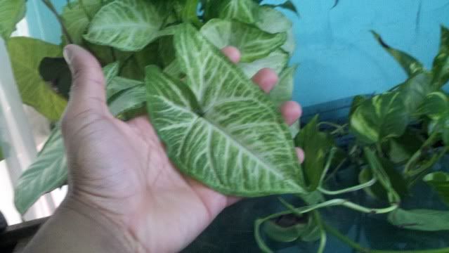 2011-10-15_13-21-49_237.jpg