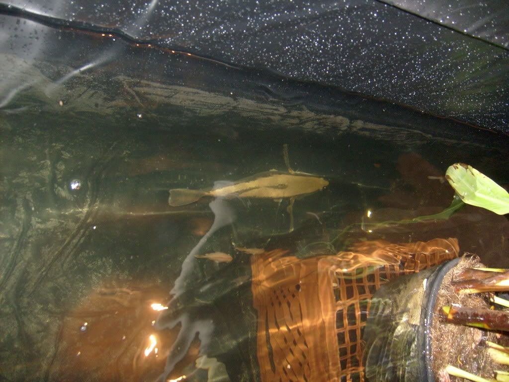 S6300009-1.jpg