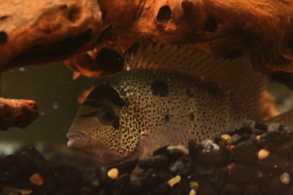 redtigermotaandmore042.jpg
