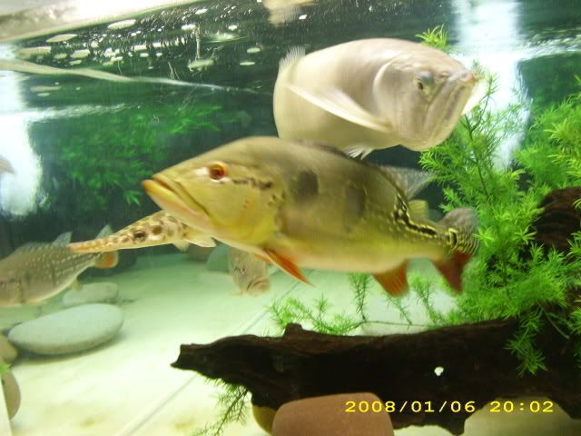 01-06-08newgar078.jpg