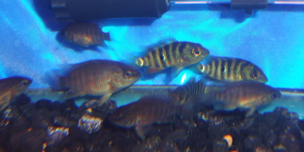 DSC04216.jpg