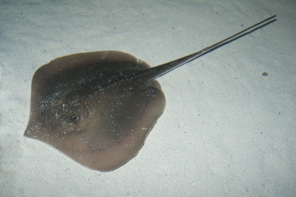 Atlantic%20Stingray%20100.jpg