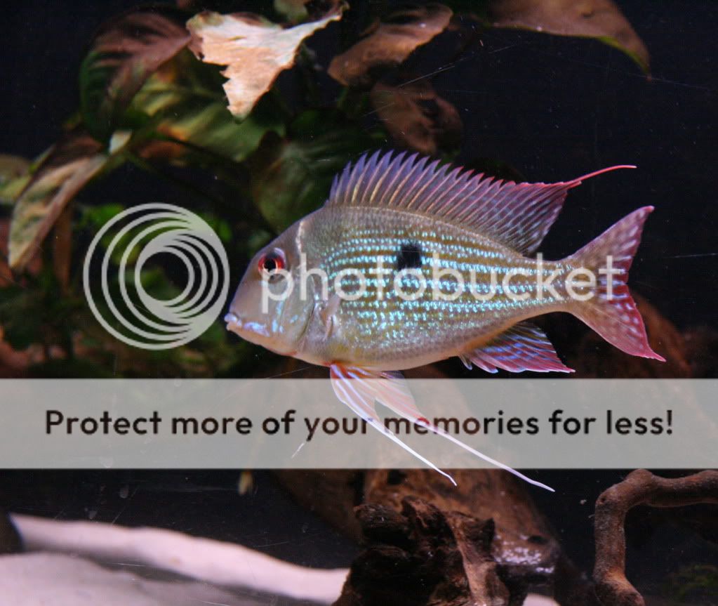 Geophagus_abalios_071709_02.jpg