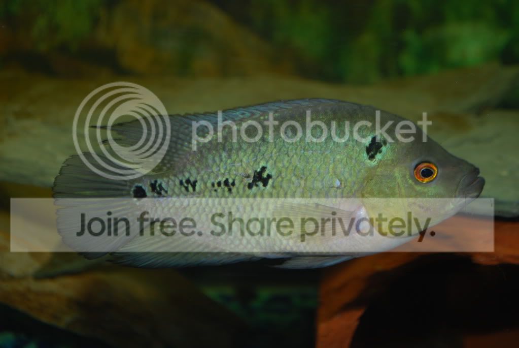 DSC_0104.jpg