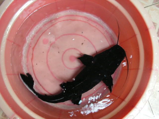 PICT0621.jpg