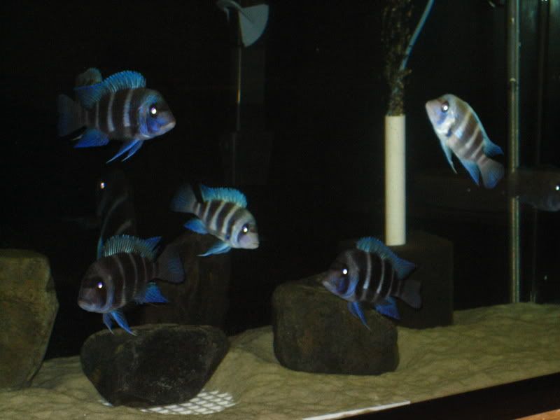 Mpimbwe1.jpg
