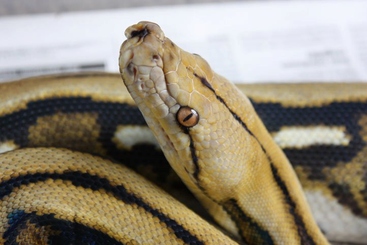 52084_12.jpg